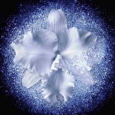 GUERLAIN Orchidée Impériale Micro-Lift Concentrate Stangrinamasis priešraukšlinis serumas