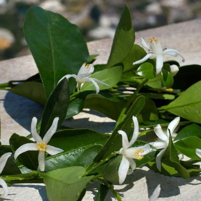 DOLCE & GABBANA Devotion Purškiamas kvapusis vanduo