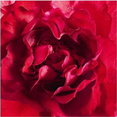 GUERLAIN Mon Guerlain Bloom of Rose Purškiamas kvapusis vanduo