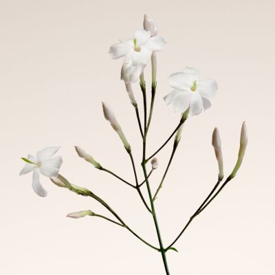GIORGIO ARMANI BEAUTY Oud Nacre Purškiamas kvapusis vanduo