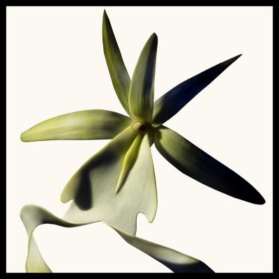 TOM FORD Black Orchid Reserve Parfum Kvepalai