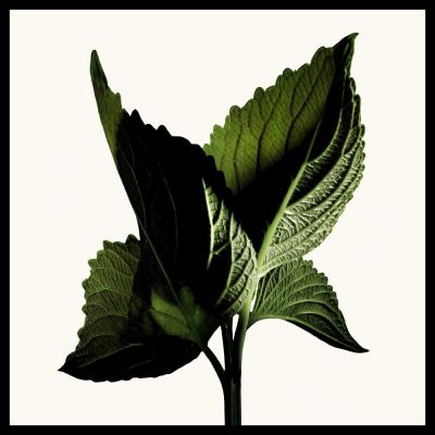 TOM FORD Black Orchid Reserve Parfum Kvepalai