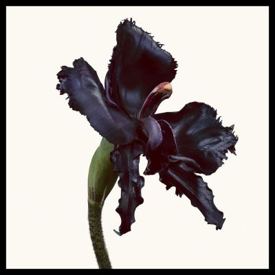 TOM FORD Black Orchid Reserve Parfum Kvepalai